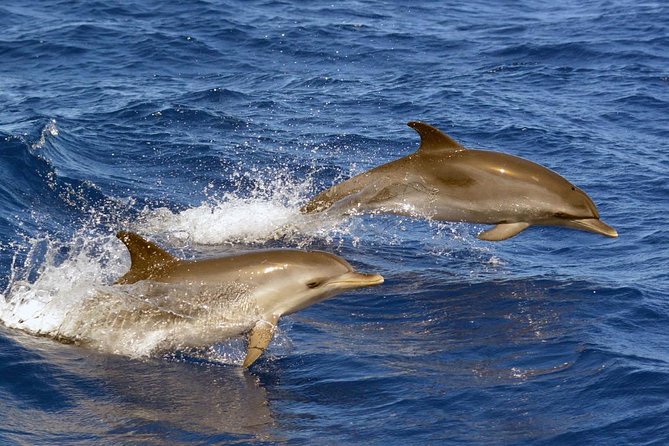 Private 2 hour Whale Watching Tour - A private experience that suits families and small groups
