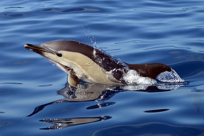 Private 2 hour Whale Watching Tour - Photos after the boat returns