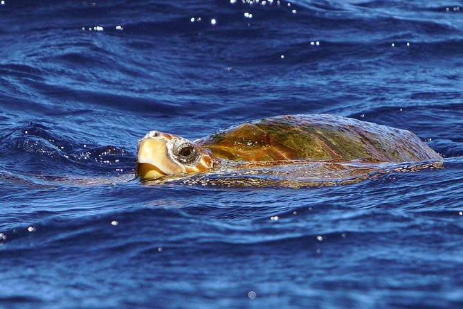 Private 2 hour Whale Watching Tour - What you should know about comfort and access