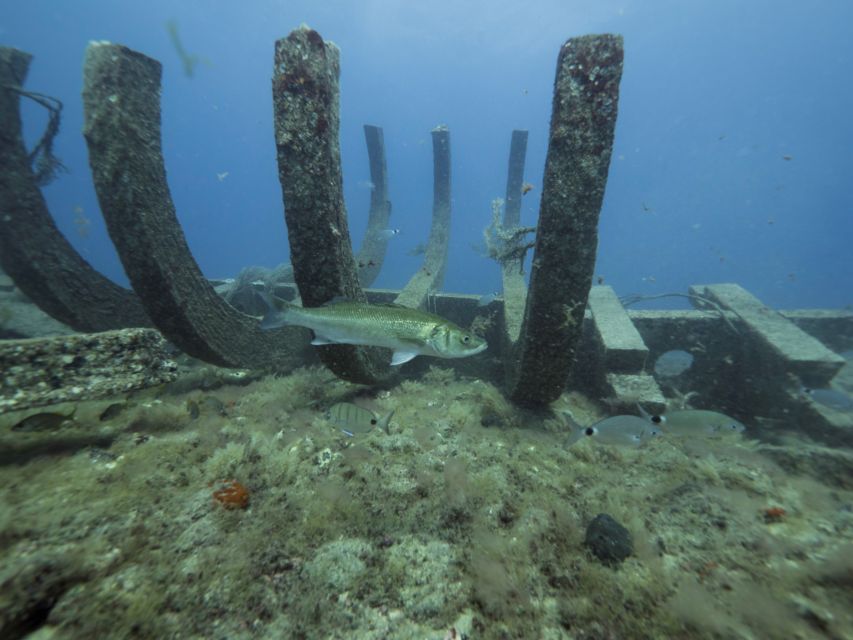 Puerto de Mogán: Submarine Tour - Shipwrecks, fish, and the artificial reef