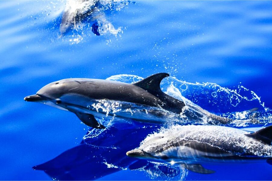 Puerto del Carmen: Dolphin-Watching Speedboat Tour with Swim - Leaving Puerto del Carmen Marina on the Biosfera Jet