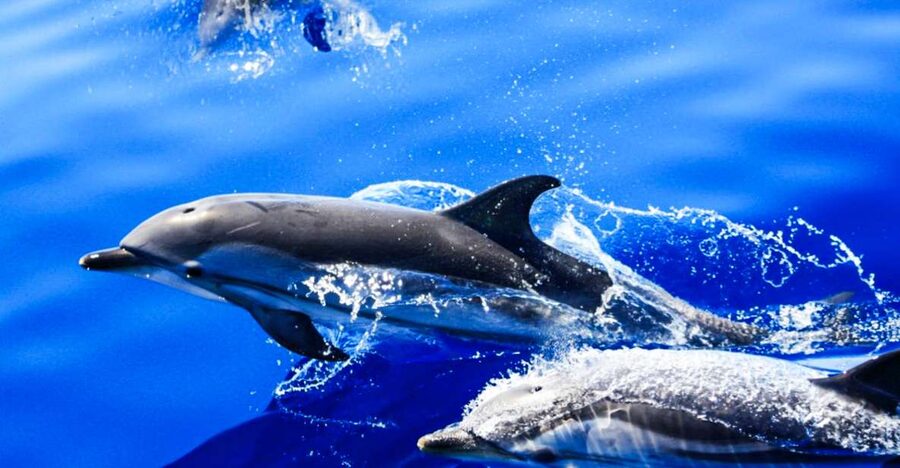 Puerto del Carmen: Dolphin-Watching Speedboat Tour with Swim - The guide adds more than jokes
