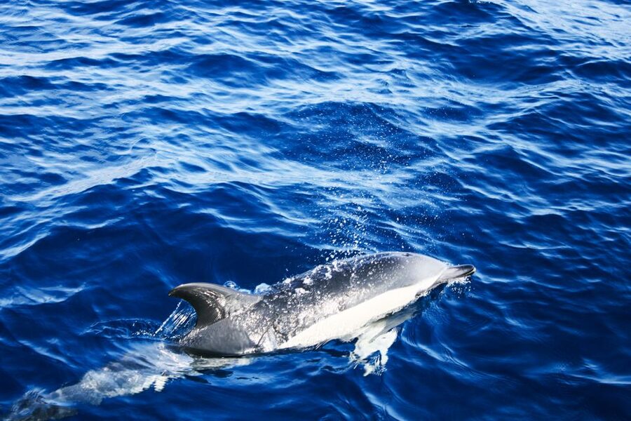 Puerto del Carmen: Dolphin-Watching Speedboat Tour with Swim - Lanzarote’s southeast coast from the water