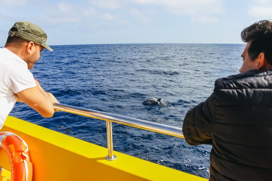 Puerto del Carmen: Dolphin-Watching Speedboat Tour with Swim - Small details that can improve your outing