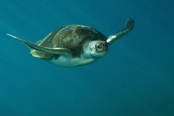 RECREATIONAL DIVE (certified divers only) : Explore Canarian Sealife - Starting from Las Galletas at 9 a.m.