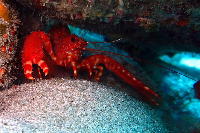 RECREATIONAL DIVE (certified divers only) : Explore Canarian Sealife - What you might see below the surface