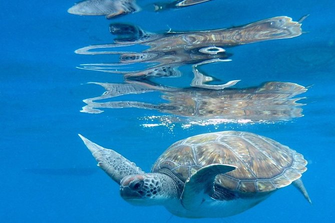 RECREATIONAL DIVE (certified divers only) : Explore Canarian Sealife - Why a maximum of six makes a difference