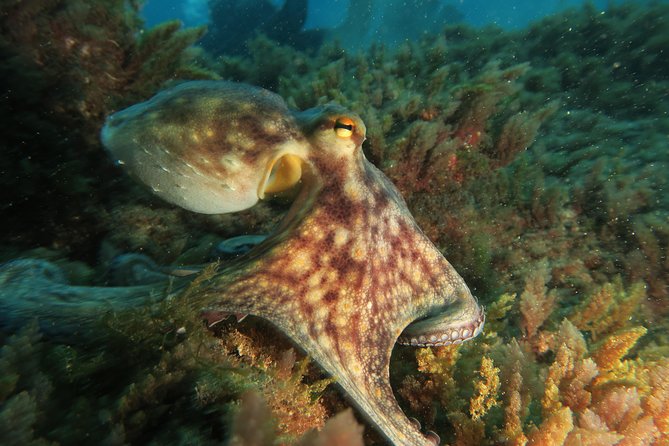 RECREATIONAL DIVE (certified divers only) : Explore Canarian Sealife - Equipment, coffee, and the practical value of $114.93