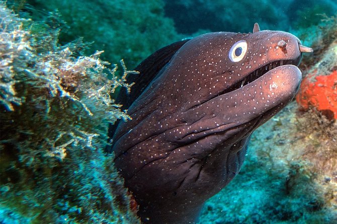 RECREATIONAL DIVE (certified divers only) : Explore Canarian Sealife - Choosing from more than 15 underwater sites
