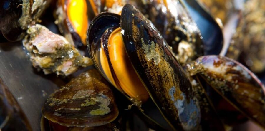 Ría de Arousa: Boat Ride to Mussel Farm with Tasting - The underwater viewing area adds a different angle