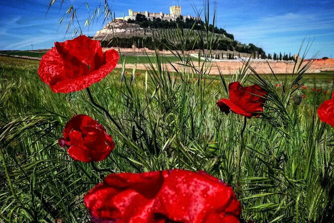 Ribera del Duero:4 Wineries, tasting & Lunch included from Madrid - Bodega Alvides and the sixteenth-century cellar
