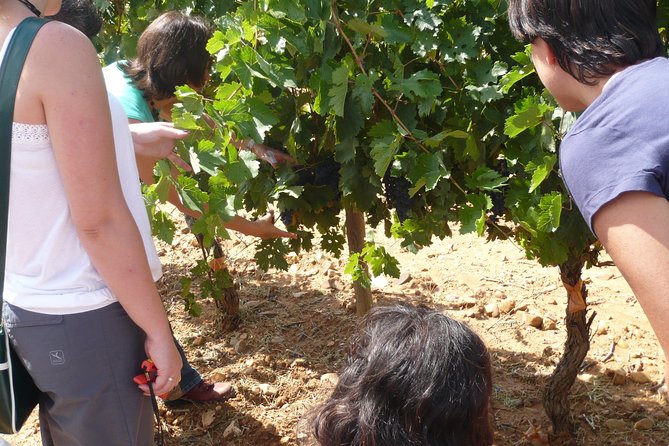 Ribera del Duero Wineries Guided Tour & Wine Tasting from Madrid - The guide can shape the entire day