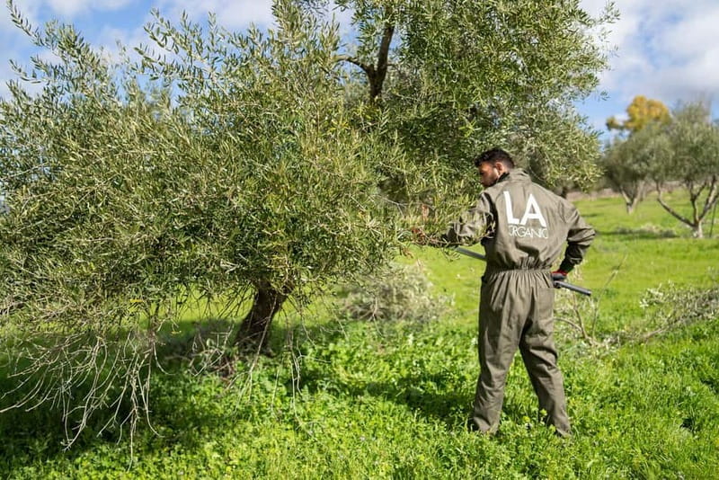 Ronda: LA Almazara LA Organic, Olive Oil Museum and Tasting - Arriving at the LA Organic Country House