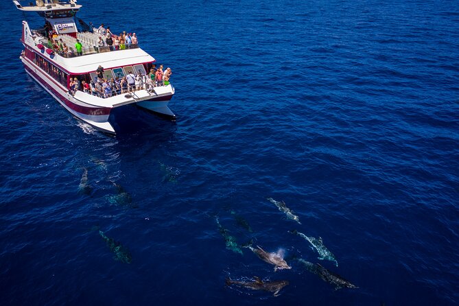 Royal Delfin - 2Hour Sustainable Dolphin & Whale Watching Mini Cruise - Setting out from Playa de las Américas at 10:30 am