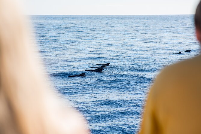 Royal Delfin - 2Hour Sustainable Dolphin & Whale Watching Mini Cruise - How crowded conditions affect the experience