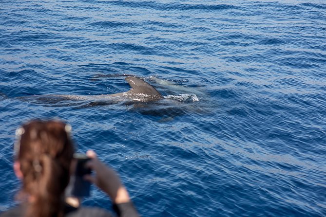 Royal Delfin - 2Hour Sustainable Dolphin & Whale Watching Mini Cruise - Service, photographs, and mobility help