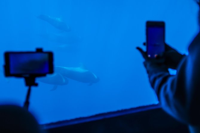 Royal Delfin - 2Hour Sustainable Dolphin & Whale Watching Mini Cruise - Searching Tenerife’s southwest coast for whales