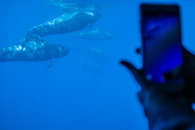 Royal Delfin - 4'5H Dolphin & Whale Watching - Los Gigantes Masca - Lunch & Swim - How the price measures up at $72.29