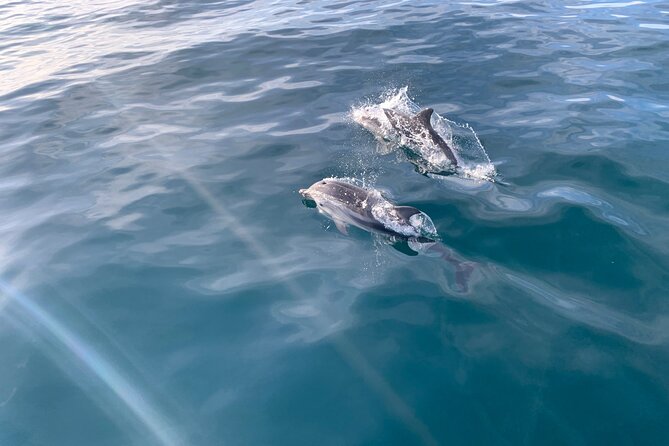 Sailing Adventure: Sailing, Dolphins and Relaxation with Drinks - At a glance