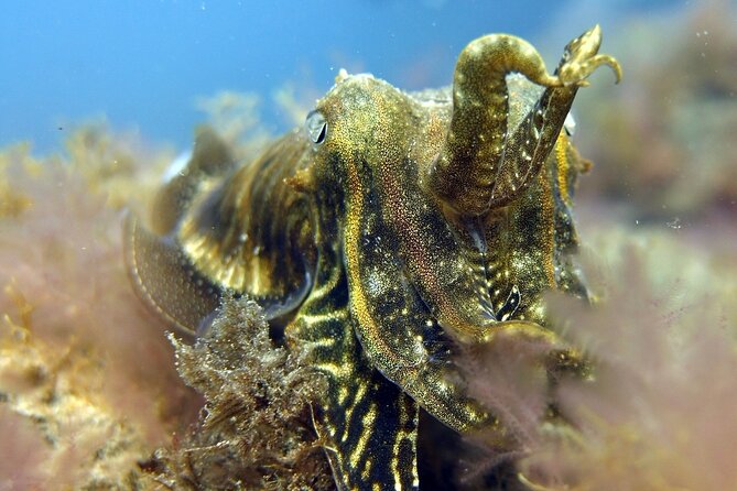 Scuba Diving Experience for Beginners in Gran Canaria - The guided underwater session