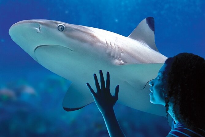 Sealife Benalmadena Entrance Ticket - Timing, transport, and practical planning