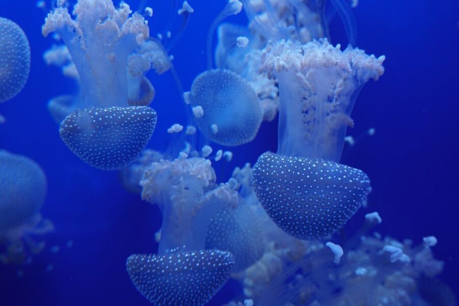 Seville Aquarium Admission Ticket - What could be better