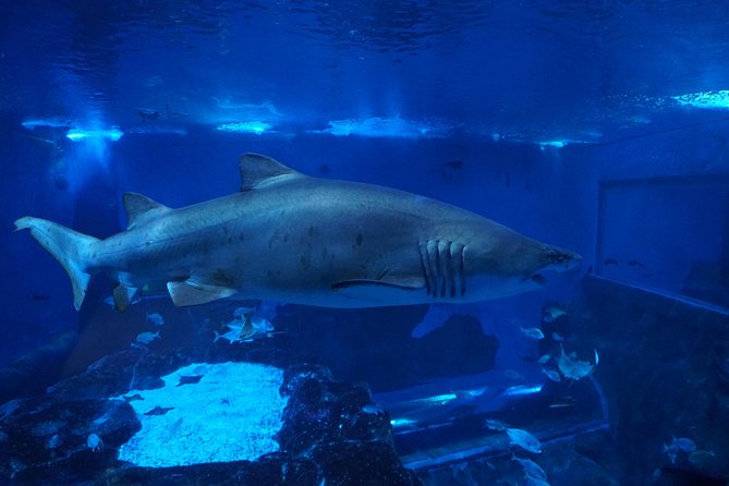 Seville Aquarium Admission Ticket - The idea behind Seville Aquarium