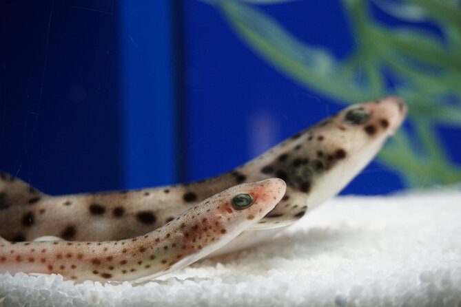 Seville Aquarium Admission Ticket - The Amazon section brings frogs, snakes, and piranhas
