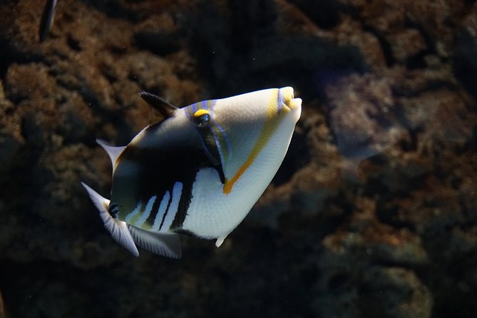 Seville Aquarium Admission Ticket - The Pacific tank is the main event