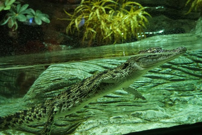 Seville Aquarium Admission Ticket - Is $20 good value?