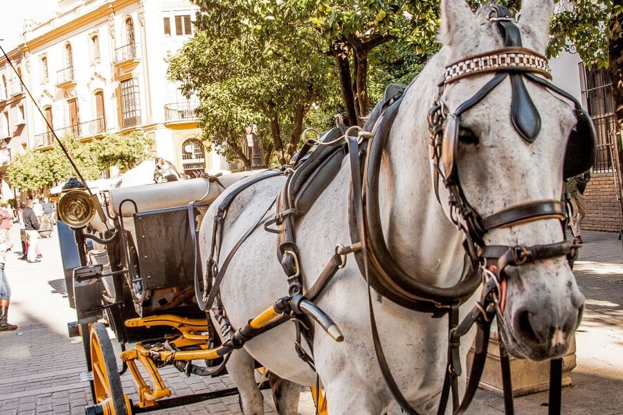 Seville: Authentic and Romantic Horse-Drawn Carriage Ride - The Hotel Alfonso XIII and Seville’s grand center