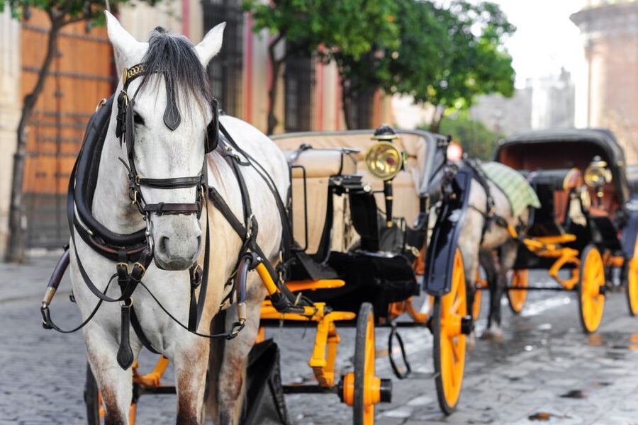 Seville: Authentic and Romantic Horse-Drawn Carriage Ride - Spanish commentary and the language question