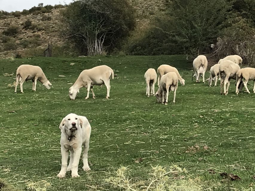 Sierra Nevada Small Group E-Bike Tour - Dirt lanes, forests, and white villages