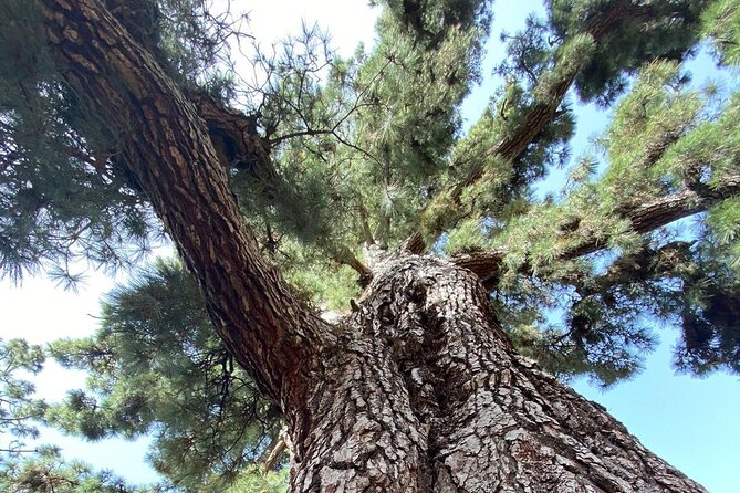 Small Group Teide National Park Volcanic and Forest Wonders - Chirche finishes the route above the west coast