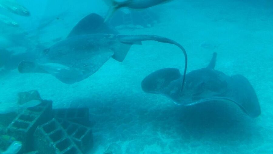 Southern Tenerife: 50-Minute Submarine Dive - What the 50 minutes actually feels like