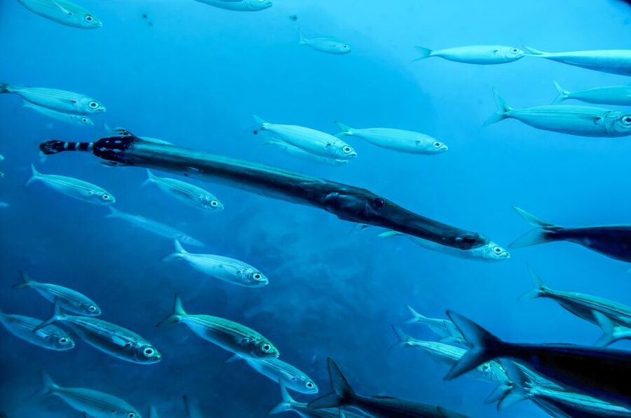 Southern Tenerife: 50-Minute Submarine Dive - Family comfort and practical concerns
