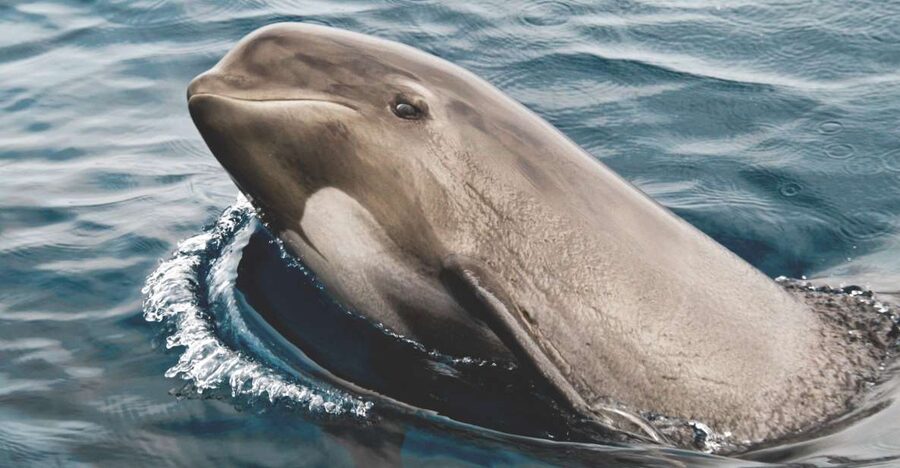 Tarifa: Whale & Dolphin Watching in the Strait of Gibraltar - Key points before you book