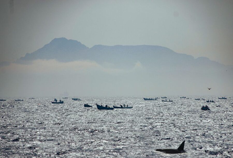 Tarifa: Whale & Dolphin Watching in the Strait of Gibraltar - Booking, cancellation, and timing tips