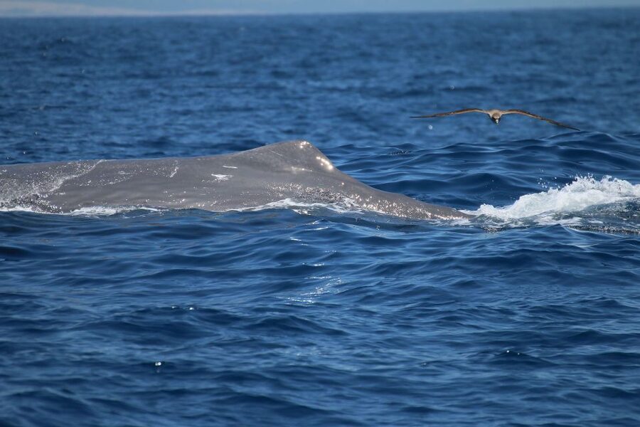 Tarifa: Whale & Dolphin Watching in the Strait of Gibraltar - Why the Strait of Gibraltar is a special place for whale watching