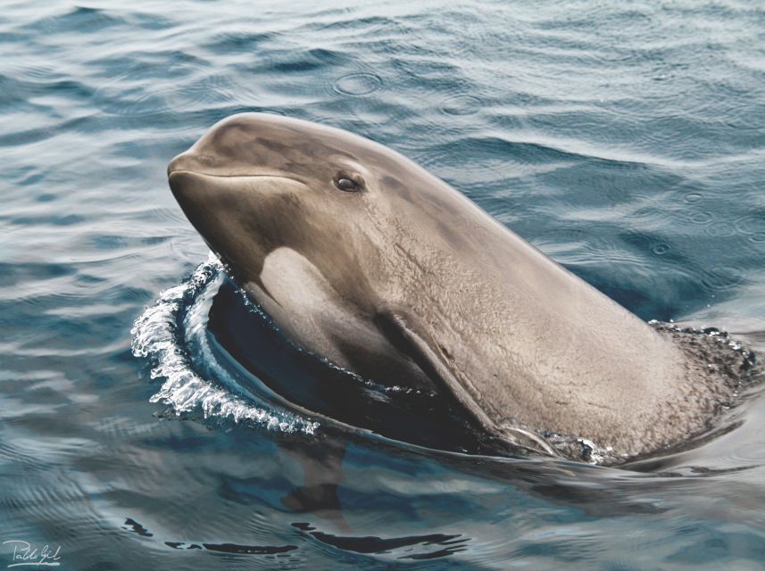 Tarifa: Whale & Dolphin Watching in the Strait of Gibraltar - The two-hour cruise through the Strait