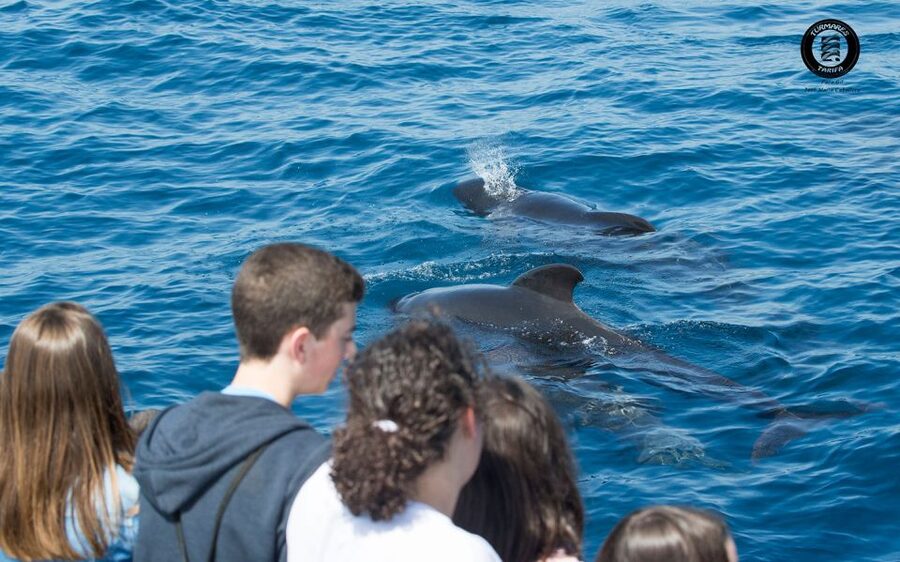 Tarifa: Whale & Dolphin Watching in the Strait of Gibraltar - What you might see, from dolphins to sperm whales