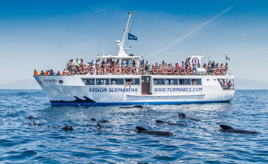 Tarifa: Whale & Dolphin Watching in the Strait of Gibraltar - Responsible wildlife watching, not a chase