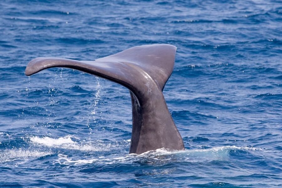 Tarifa: Whale & Dolphin Watching in the Strait of Gibraltar - Sea conditions, comfort, and what to bring