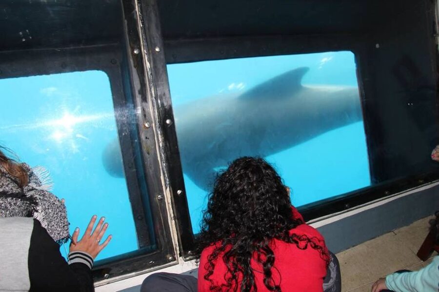 Tarifa: Whale & Dolphin Watching in the Strait of Gibraltar - Is $53 a fair price for two hours?
