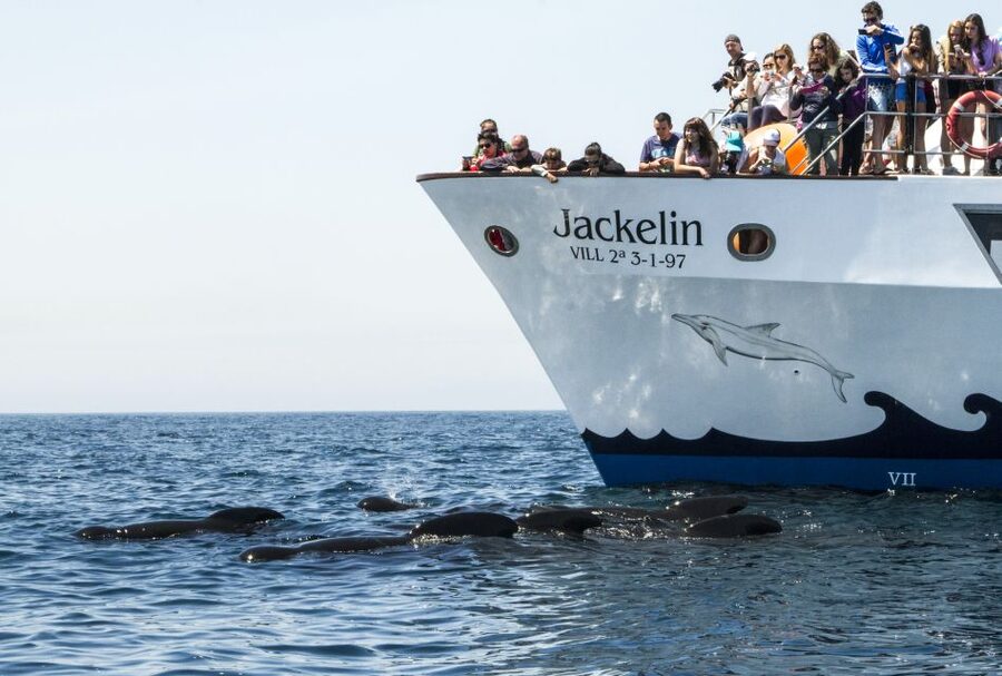 Tarifa: Whale & Dolphin Watching in the Strait of Gibraltar - Who will enjoy this Tarifa cruise most?
