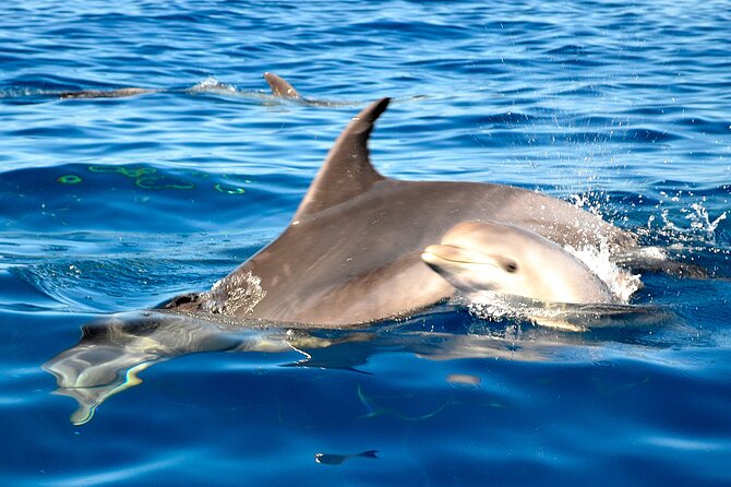Tenerife 3-Hour Discover Whales and Dolphins - Swimming and snorkeling at La Caleta de Adeje