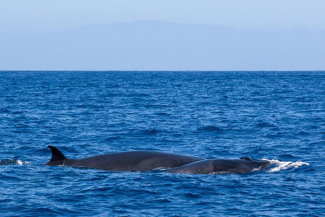 Tenerife 3-Hour Discover Whales and Dolphins - Morning or afternoon: choosing the better departure