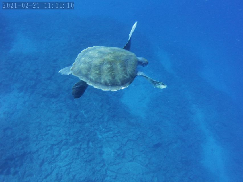 Tenerife: Beginner's Dive at a Spot with Turtle Sightings - Practical Limits You Should Know