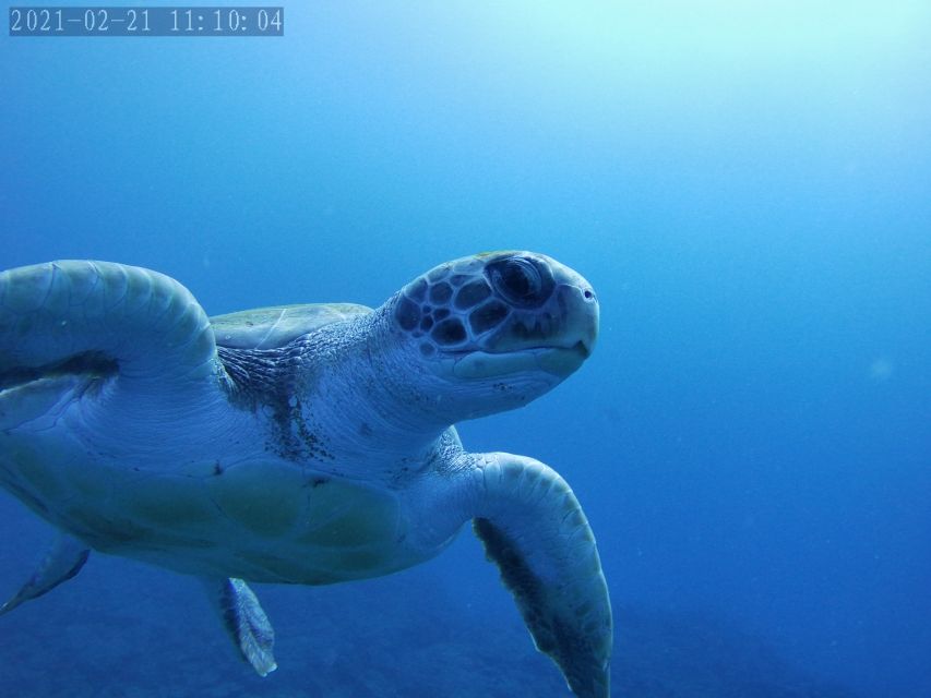 Tenerife: Beginner's Dive at a Spot with Turtle Sightings - Is $82 a Fair Price?