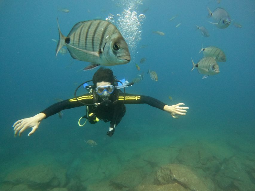 Tenerife: Beginners Scuba Dive Experience in Turtle Area - Key points at a glance